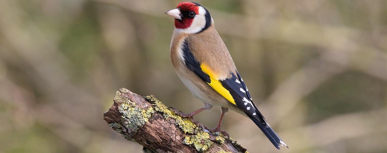 Pourquoi les oiseaux chantent ? Visite accompagnée en famille au Manoir de Kernault