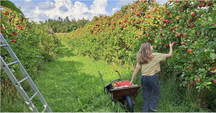 Les Vergers du Cosquer vous attendent pour la cueillette de pommes en famille à Combrit!