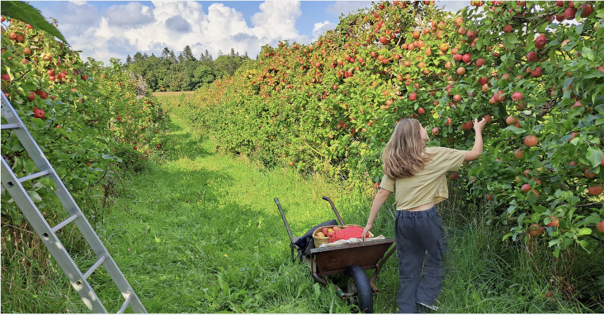 Les Vergers du Cosquer vous attendent pour la cueillette de pommes en famille à Combrit! 