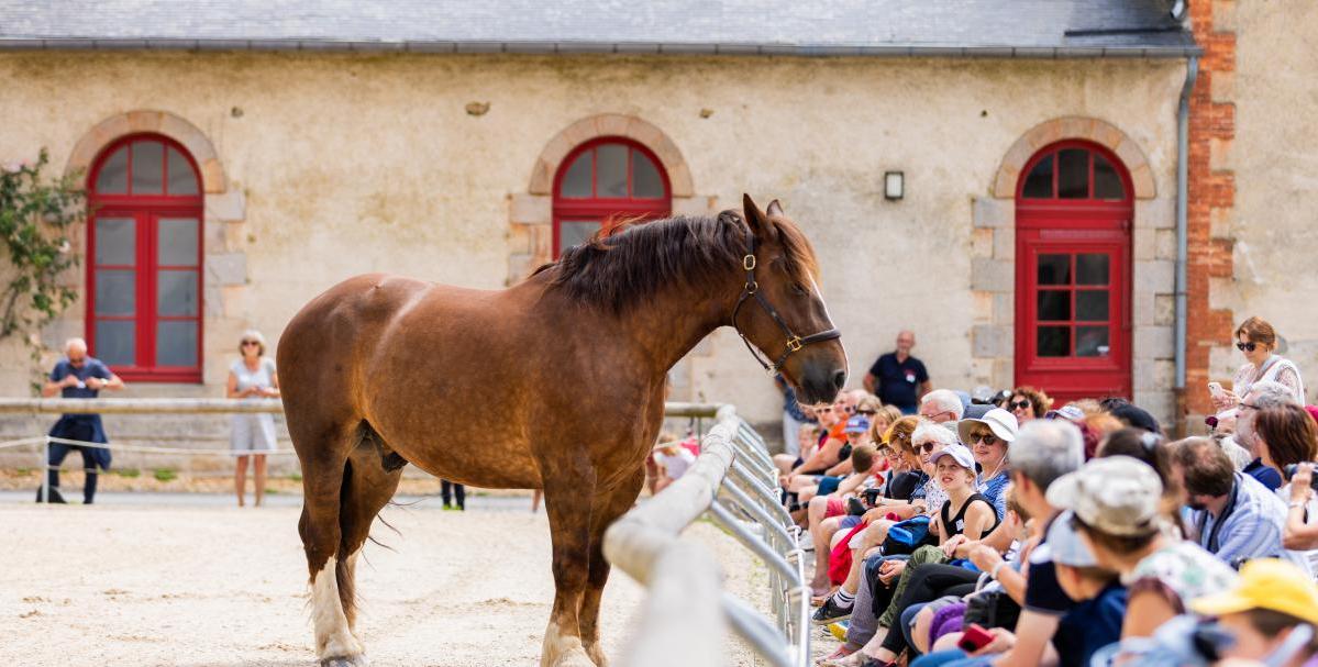 Haras National d'Hennebont - Visites et spectacles équestres