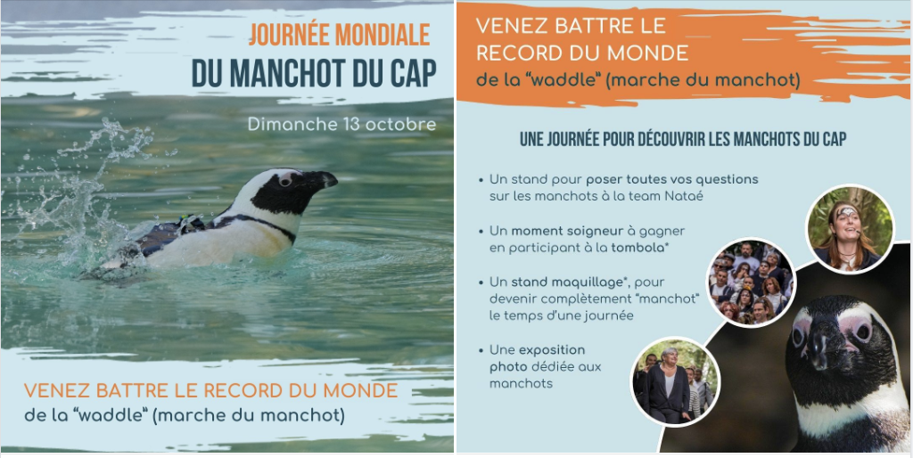 Venez battre le record du monde de la marche du manchot aux Terres de Nataé