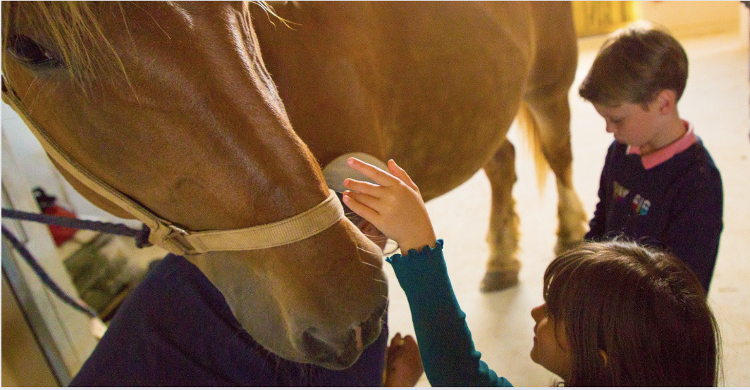 Entrainement des chevaux aux Jardins de l'Éveil, à ST-Thonan aux portes de Brest