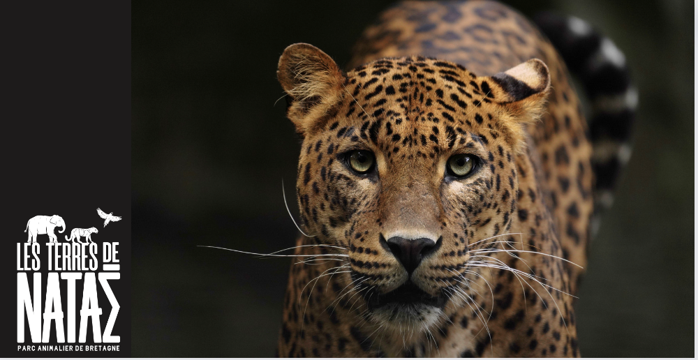 Le parc refuge animalier Les Terres de Nataé vous accueille en famille durant les vacances d'hiver