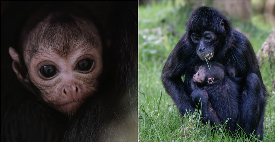 Naissance d’un bébé atèle à tête brune - en danger d’extinction - aux Terres de Nataé