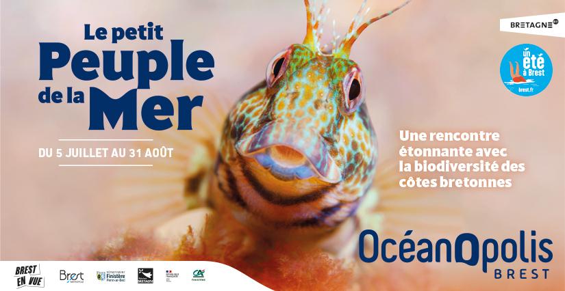 Les vacances d'été à Océanopolis : le petit peuple de la mer