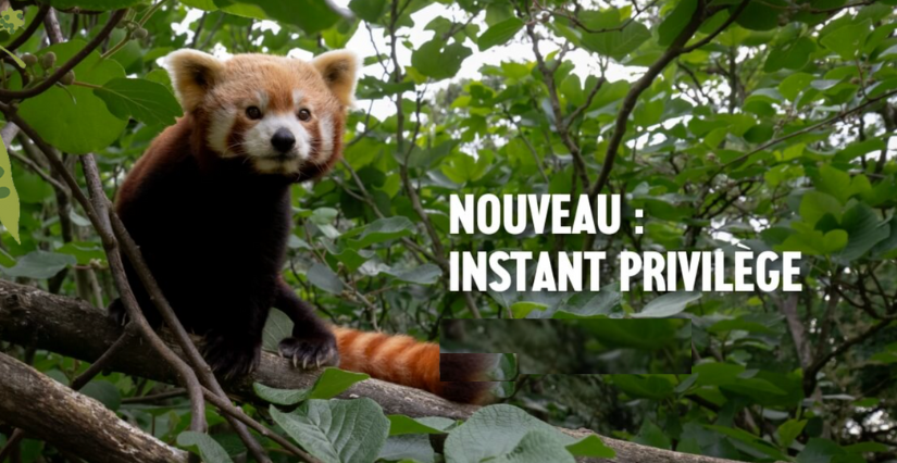 Expériences "Instants Privilèges" – Parc animalier et botanique de Branféré, Le Guerno