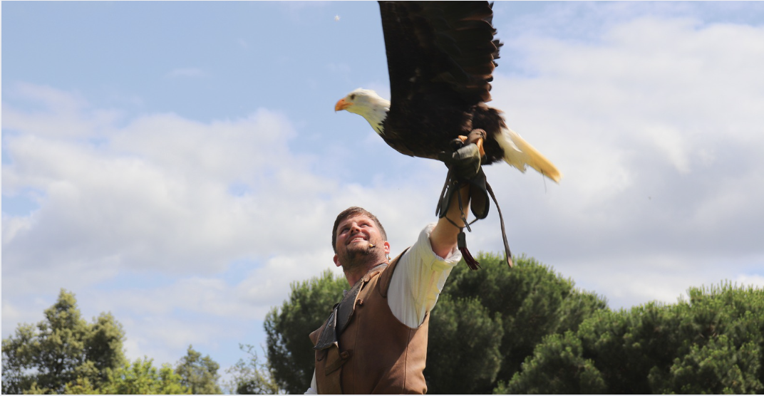 Spectacle de fauconnerie pour toute la famille à L'Orangerie de Lanniron à Quimper