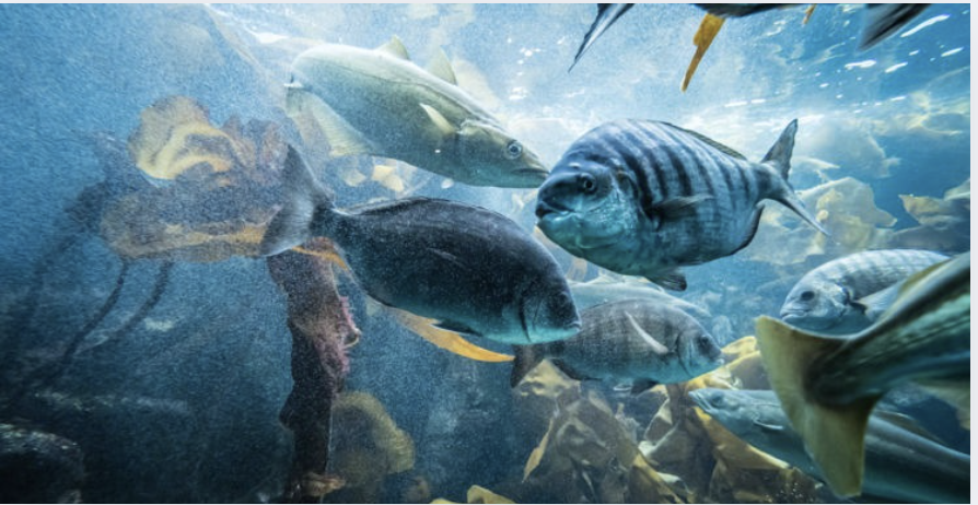 Océanopolis, LE Parc de découverte des océans à Brest