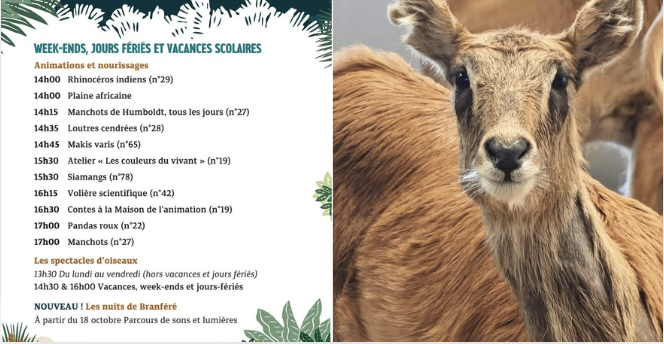 Branféré en famille : vivez les animations uniques et la magie des Nuits de Branféré