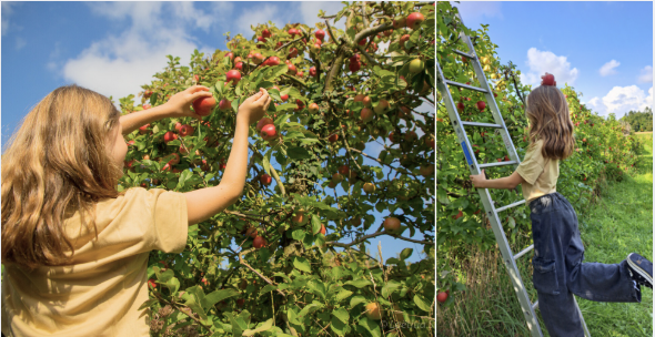 Cueillette de pommes et poires en famille dans le Finistère : les Vergers du Cosquer à Combrit vous attendent !
