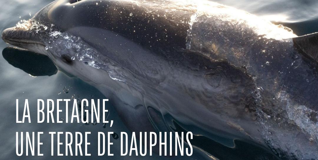 Projection-débat "La Bretagne, une terre de dauphins" à Océanopolis - Brest