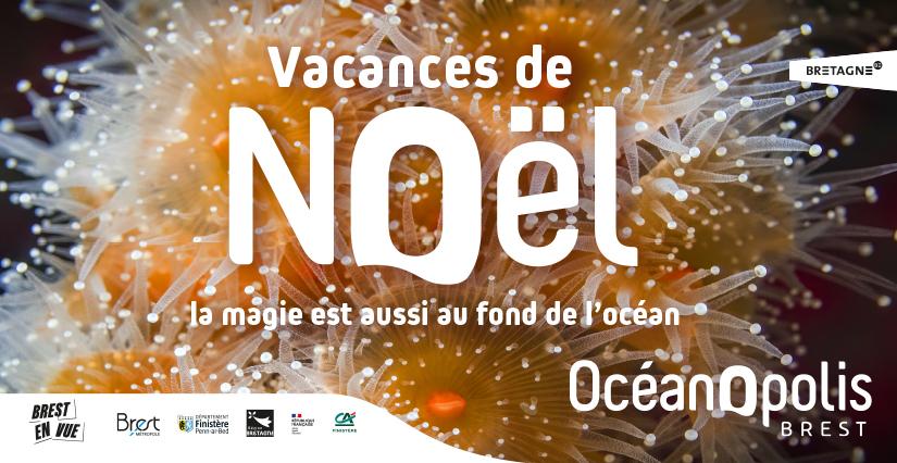 Les animations des vacances de noël pour plonger dans la magie de l'océan à Océanopolis
