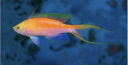 Récifs à la loupe à Océanopolis Brest : une immersion au cœur des récifs pendant les vacances de printemps