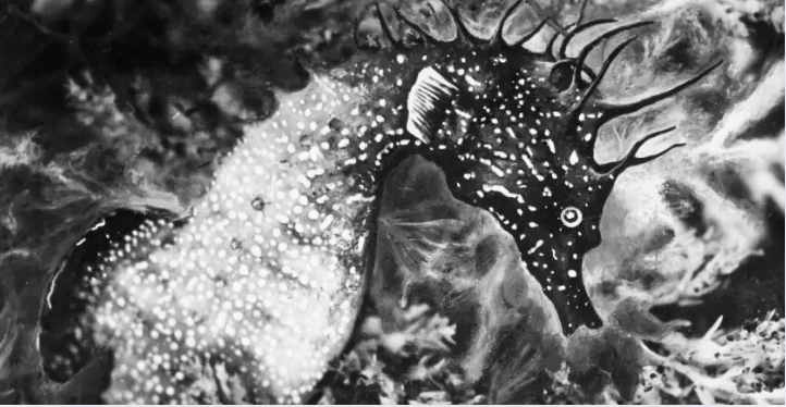 Visite guidée exposition "Jean Painlevé, les pieds dans l'eau" au Musée de Pont-Aven