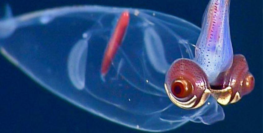 Plongée dans les abysses durant les vacances d'hiver à Océanopolis - Brest 