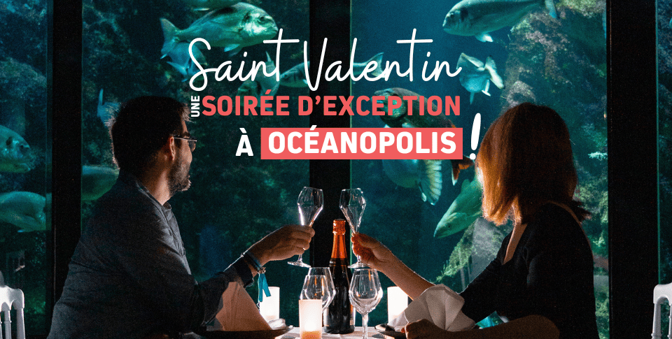Soirée de Saint Valentin pour les parents à Océanopolis - Brest