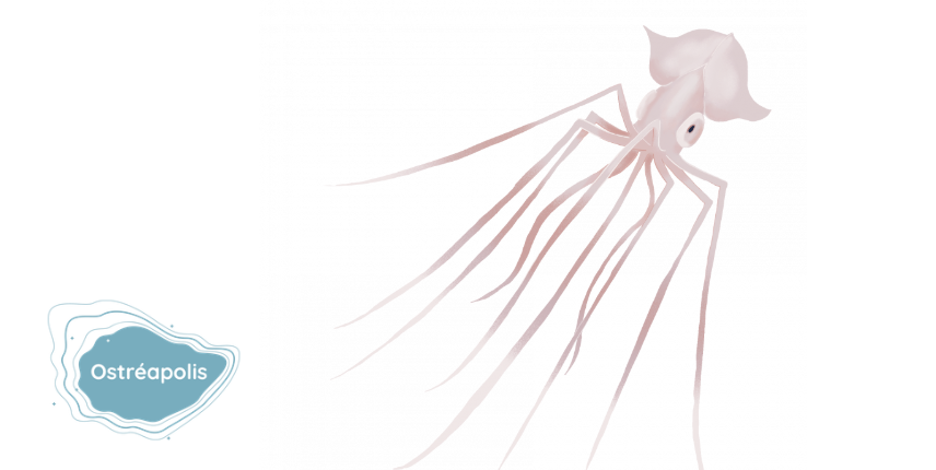 Atelier 3-6 ans : Baudroie, calamar araignée, cochon des mers... Mais où vivent ils dans les abysses ? à Ostréapolis