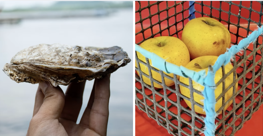 De l'huître à la poche - ateliers science en famille durant les vacances à la Cité de la Voile Éric Tabarly