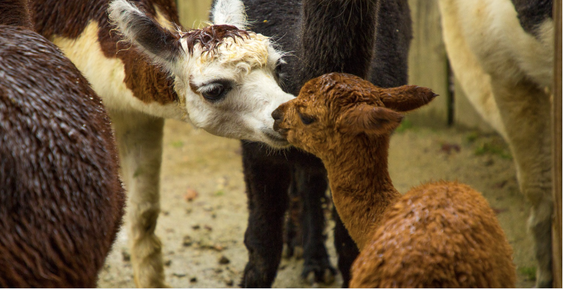 Mini-ferme pédagogique de Branféré : une immersion nature et animale à vivre en famille pendant les vacances
