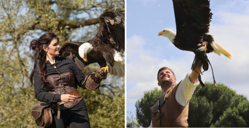 Spectacle pédagogique de fauconnerie "Les ailes de l'Urga" pour toute la famille à L'Orangerie de Lanniron à Quimper