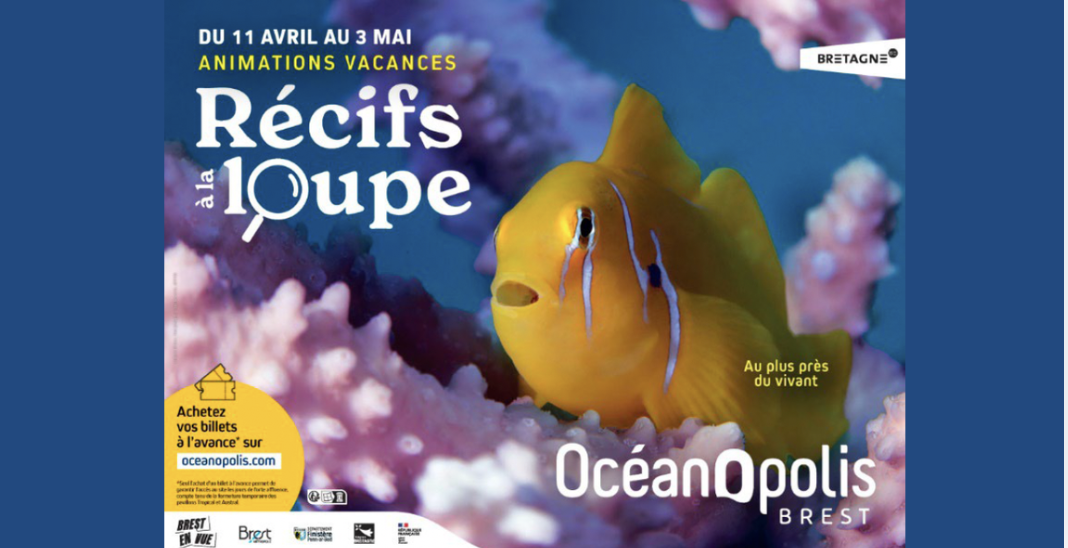 Animations des vacances de printemps à Océanopolis : à la découverte des récifs