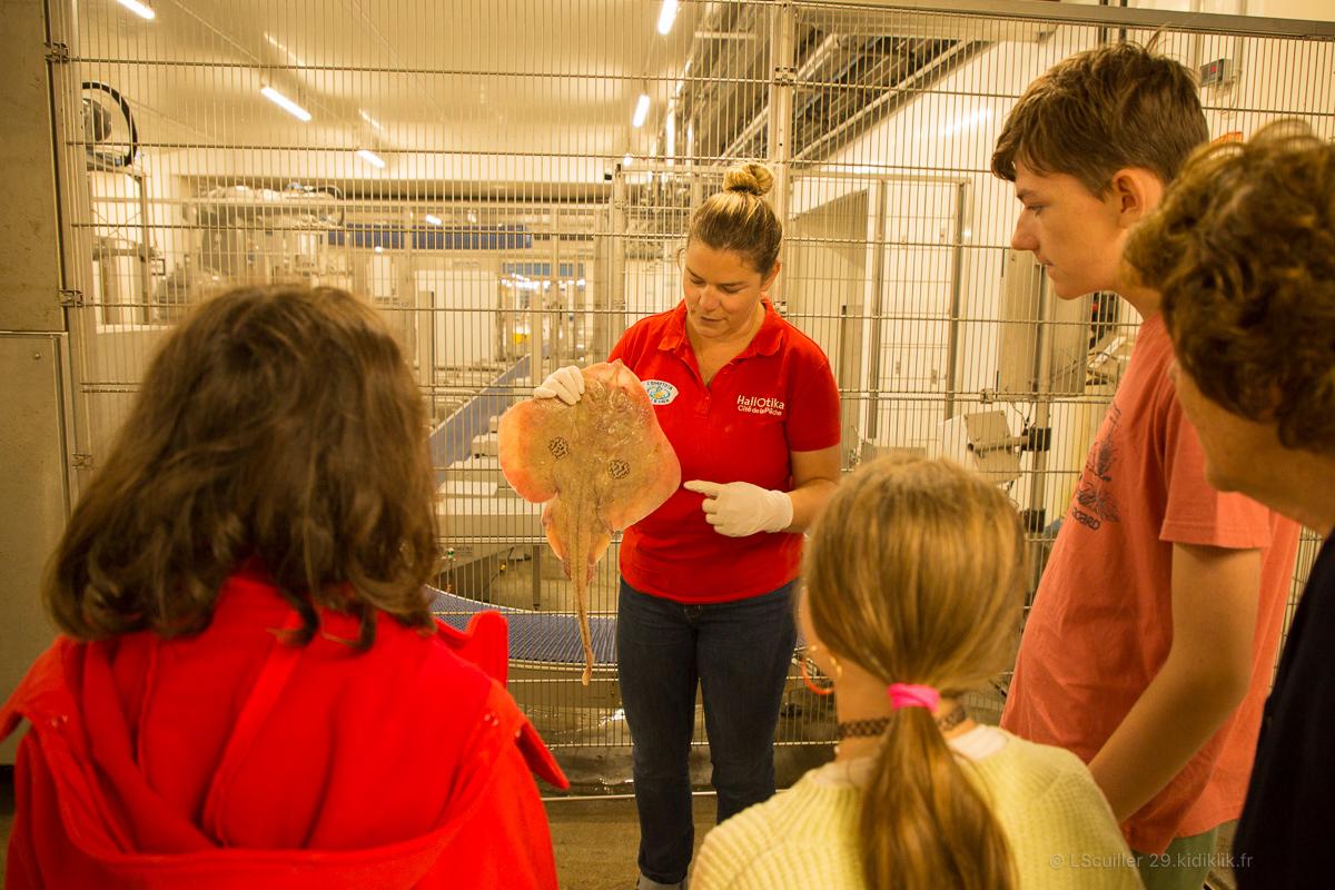 Découverte des poissons : Visite ludique en famille à Haliotika au Guilvinec