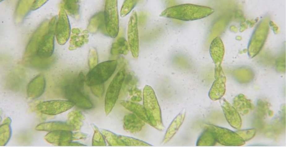 Plancton des pontons- ateliers science en famille à la Cité de la Voile Éric Tabarly