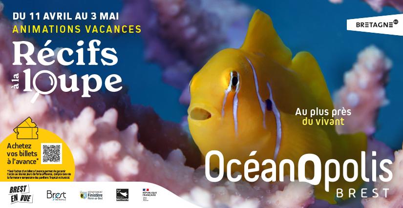 Animations des vacances de printemps à Océanopolis : à la découverte des récifs