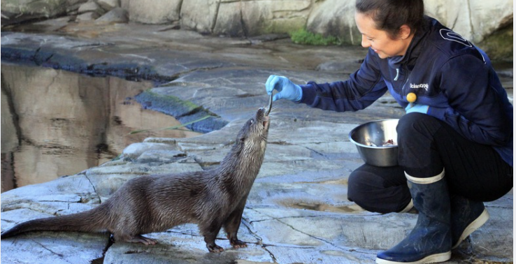 Animations famille pour la Journée mondiale de la Loutre à Océanopolis, Brest