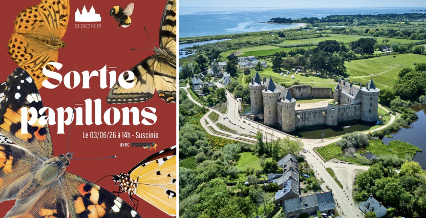 Sortie papillons au domaine de Suscinio