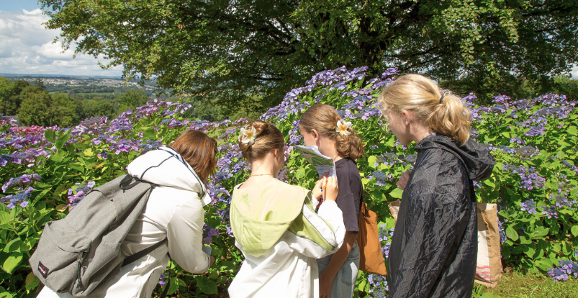 Jeu de piste botanique : Les hortensias de la Marquise au domaine de Trévarez