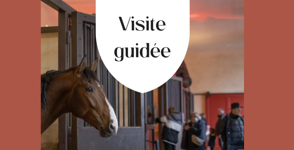 Visite guidée du Haras National d'Hennebont