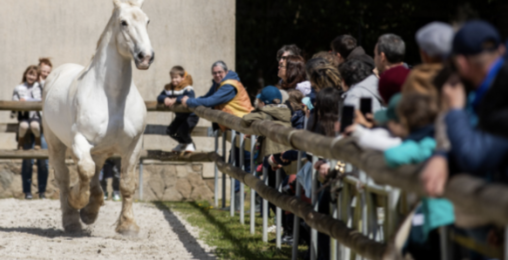 Visite & spectacle équestre cet été au Haras National d’Hennebont
