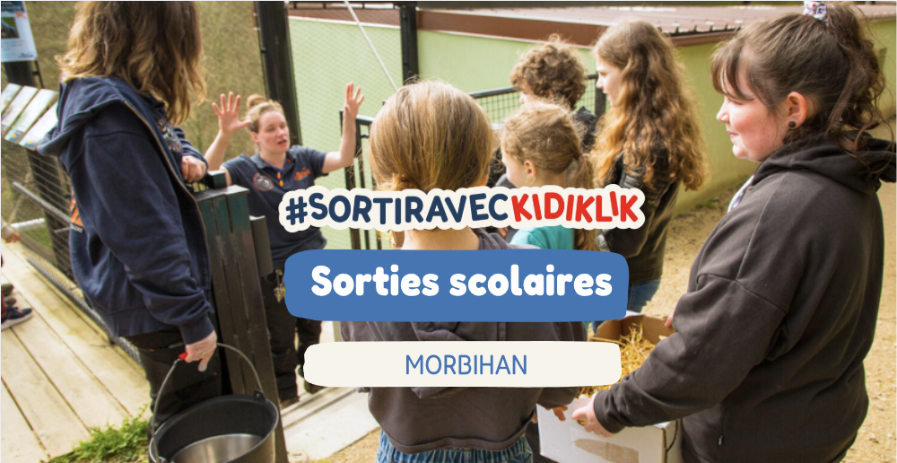 Sorties scolaires dans le Morbihan : faites vivre de nouvelles expériences à vos élèves en 2026