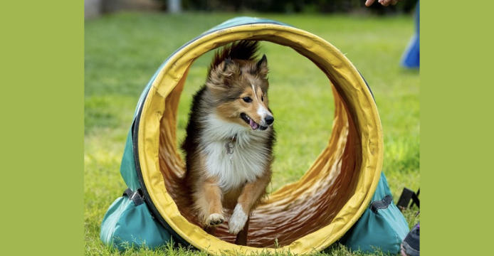 L’agility s’invite à la Ferme du Monde à Carentoir