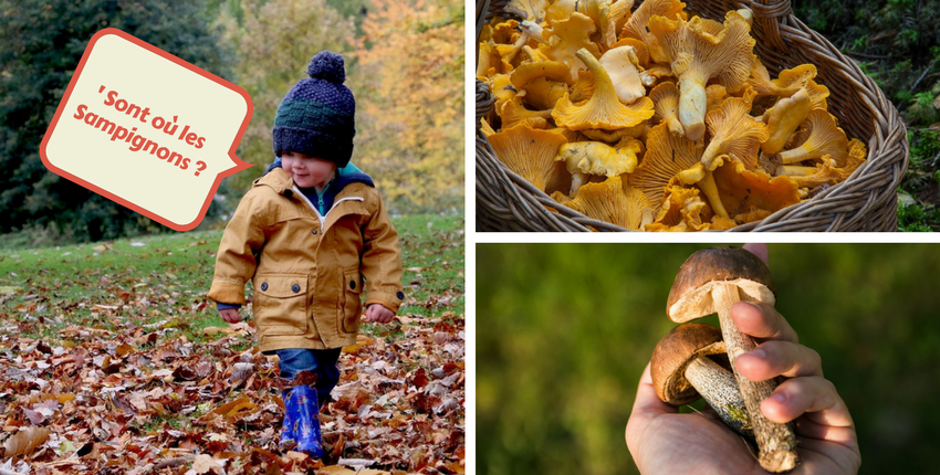 Partir à la cueillette des champignons avec les enfants !