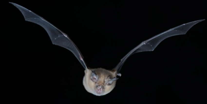 Nuit internationale de la chauve-souris à l'abbaye du Relec !