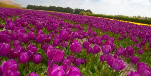  La fête des fleurs à La Torche - Plomeur -printemps 2024 