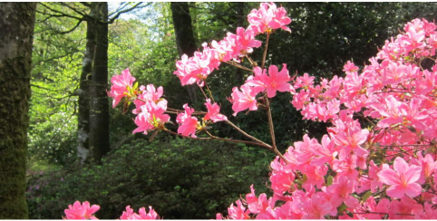 Les rhododendrons, saison botanique 2025 au Domaine de Trévarez