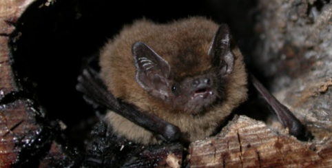 Sortie observation en famille : La nuit de la Chauve-souris à l'abbaye du Relec