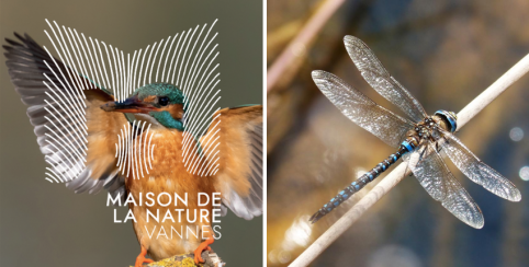 Activités Nature pour les 5-12 ans à la Maison de la Nature de Vannes