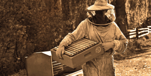 Animations spéciales autour des ruches, des abeilles et des ânes au village de Poul-Fetan
