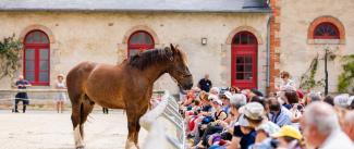 Haras National d'Hennebont - Visites et spectacles équestres