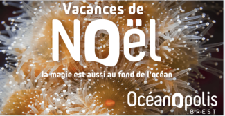 Les animations des vacances de noël pour plonger dans la magie de l'océan à Océanopolis